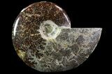 Bargain, Polished, Agatized Ammonite - Madagascar #75964-1